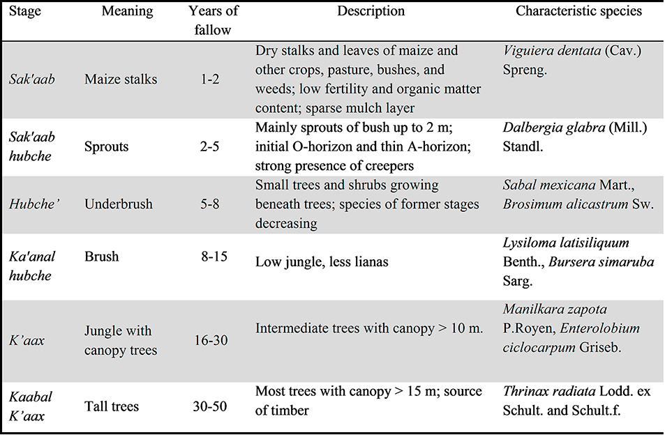 Stages
(in Maya language) of ecological succession after slashing-and-burning of a
secondary dry forest used for milpa
farming, following Saenz-Pedroza (2015) and González-Cruz et al. (2014), enriched with information from peasants from the
Yucatan Peninsula.