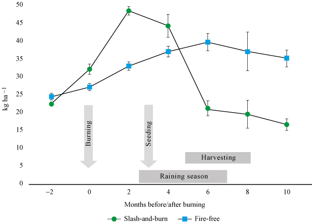 Development
of soil-reserves of mineral N (ammonium and nitrate) during a milpa cycle, comparing
slash-and-burn-farming and a fire-free management, in kg ha-1

