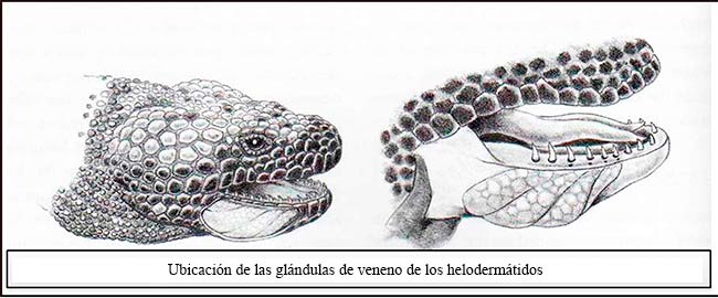 Los helodermátidos son los
únicos lagartos con un sistema bien desarrollado para la producción e
inoculación de veneno