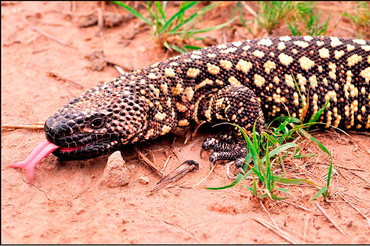 Escorpión (Heloderma horridum) del estado de Morelos