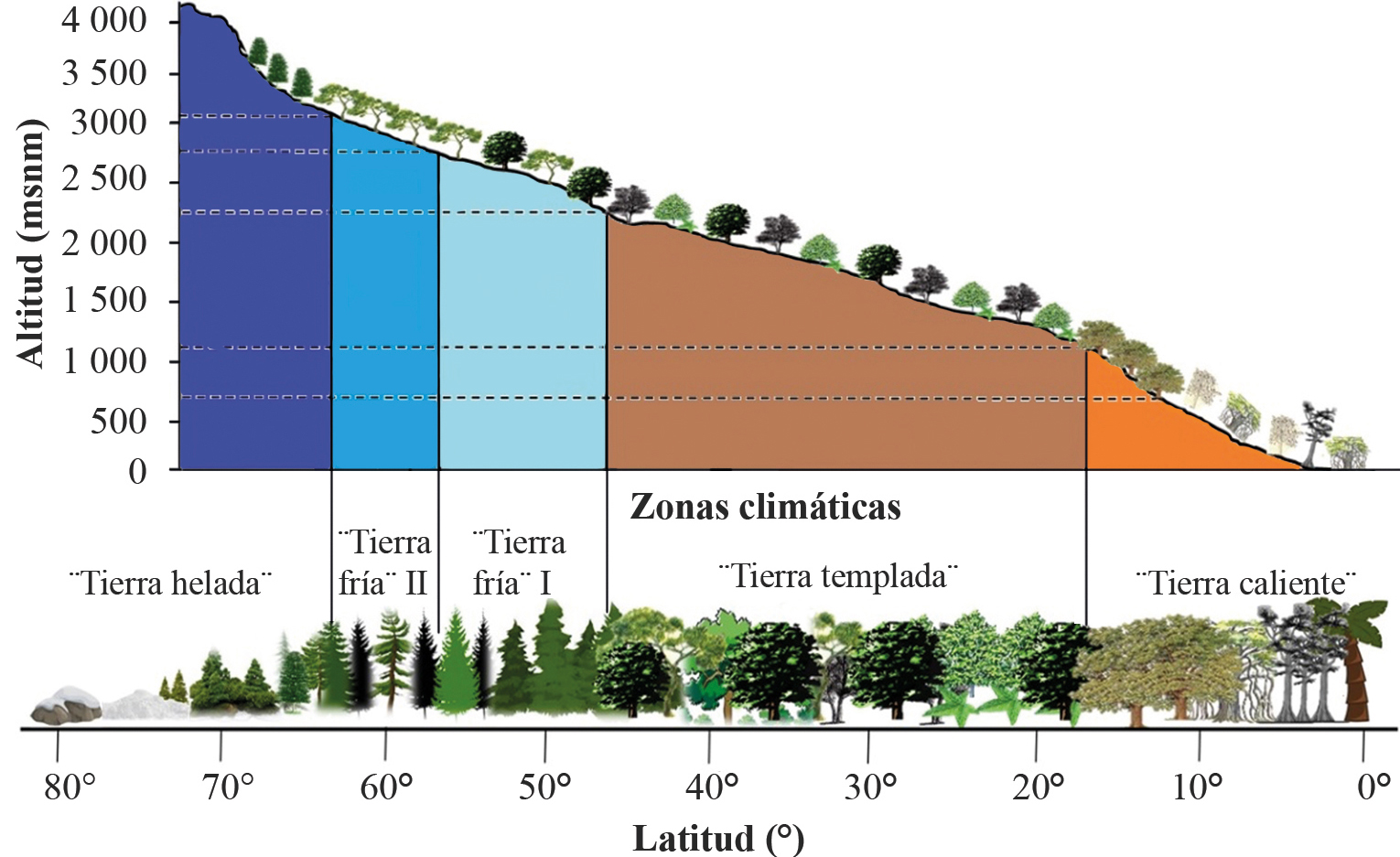 Diferentes zonas climáticas y tipos de vegetación encontradas a lo largo de gradientes altitudinales y latitudinales 