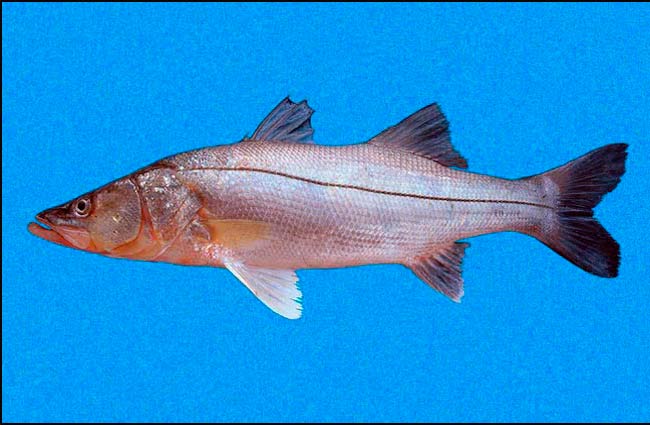 Robalo prieto
del Pacífico Oriental (Centropomus
nigrescens)