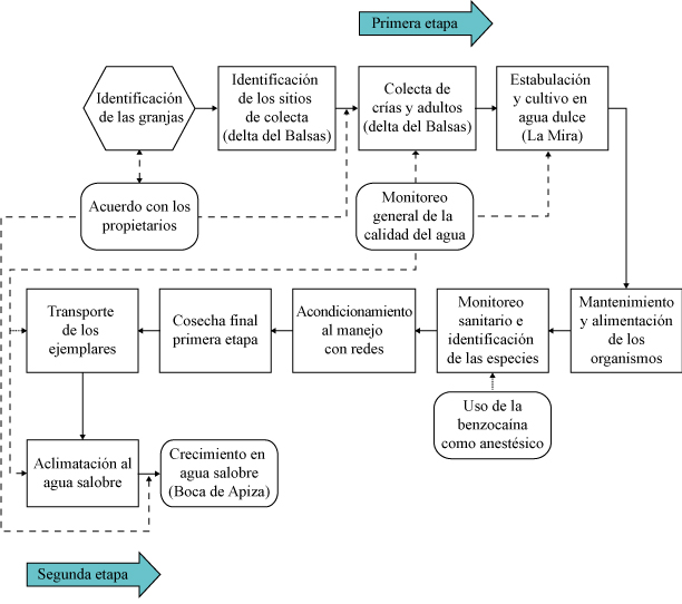 Secuencia de las etapas
abarcadas en el estudio