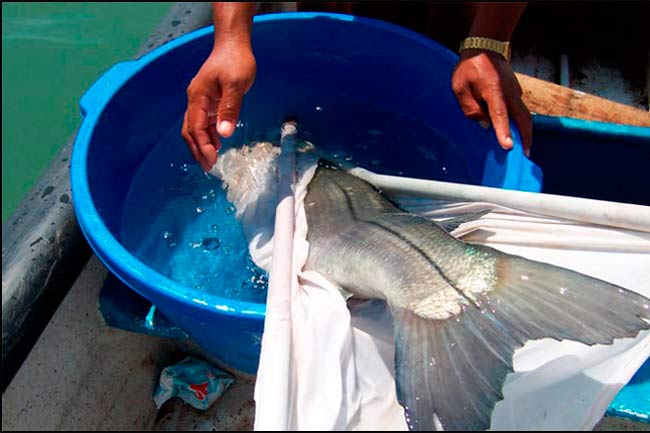 Anestesiado
de C. nigrescens con benzocaína en
agua marina