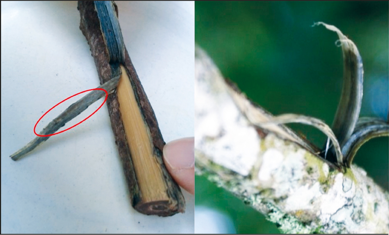 Cámbium vascular (parte consumida) de S. scandens