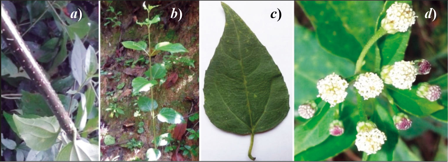 a) Lenticelas, b) filotaxia, c) hoja y d) inflorescencia de S. scandens