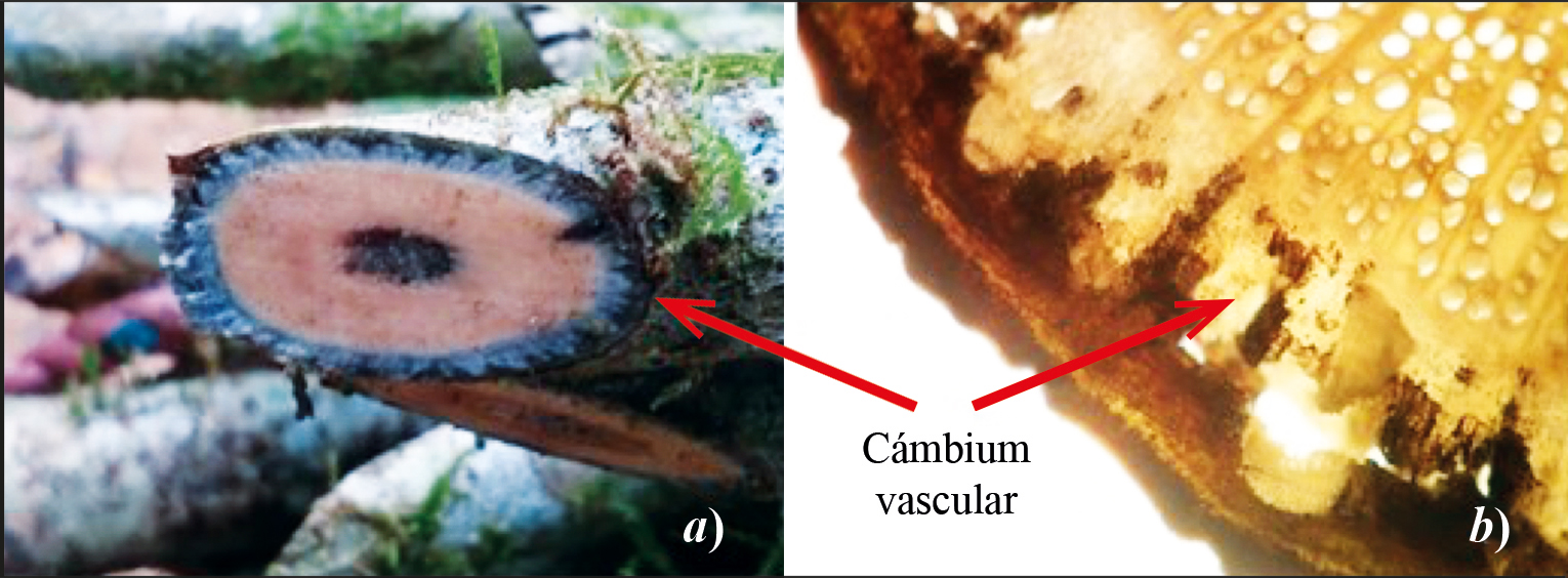 Cámbium vascular de S. scandens