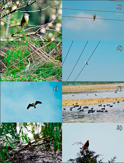 Aves
registradas en el campus El Cerrillo