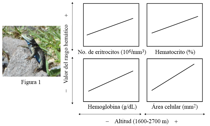 Valores hemáticos observados en Sceloporus torquatus 