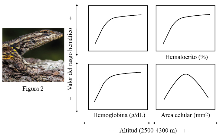 Valores hemáticos observados en Sceloporus grammicus 