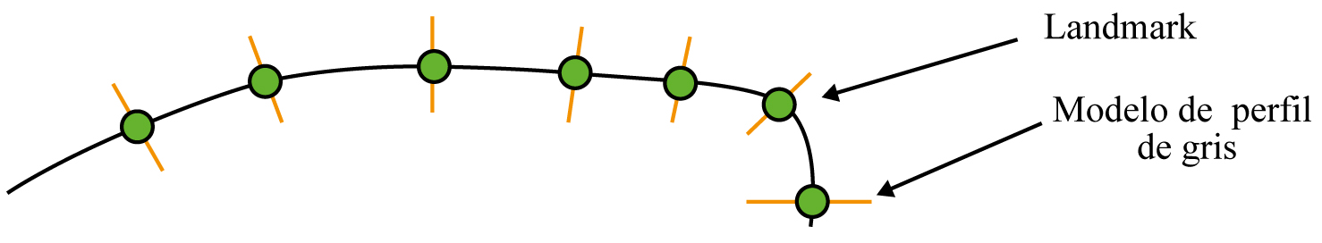 Representación del modelado de puntos (landmarks, color verde) y la obtención de los perfiles de grises (línea amarilla) 