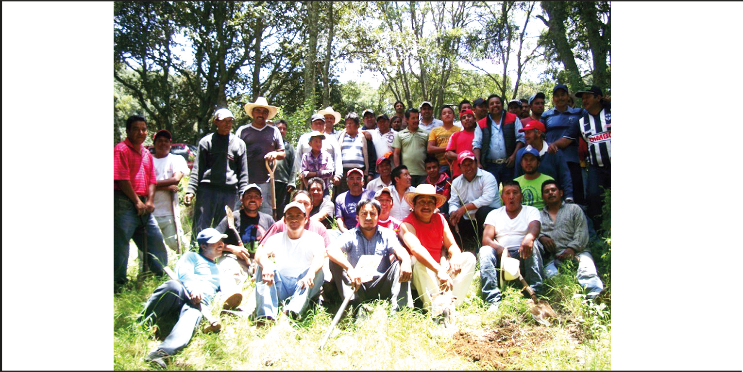 Imagen de la reforestación implementada en San Bartolo Morelos, Estado de México 