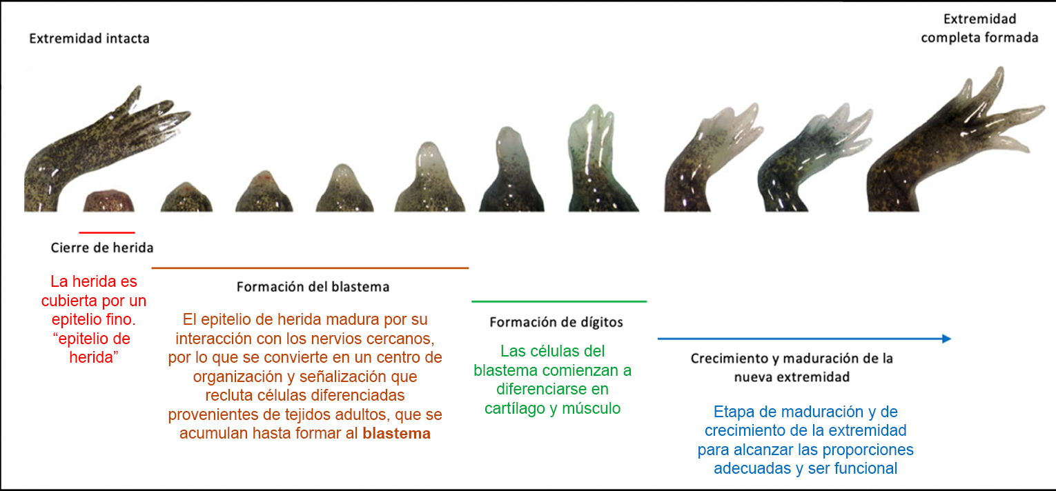 Desarrollo y formación del blastema durante la regeneración de la extremidad de ajolote 