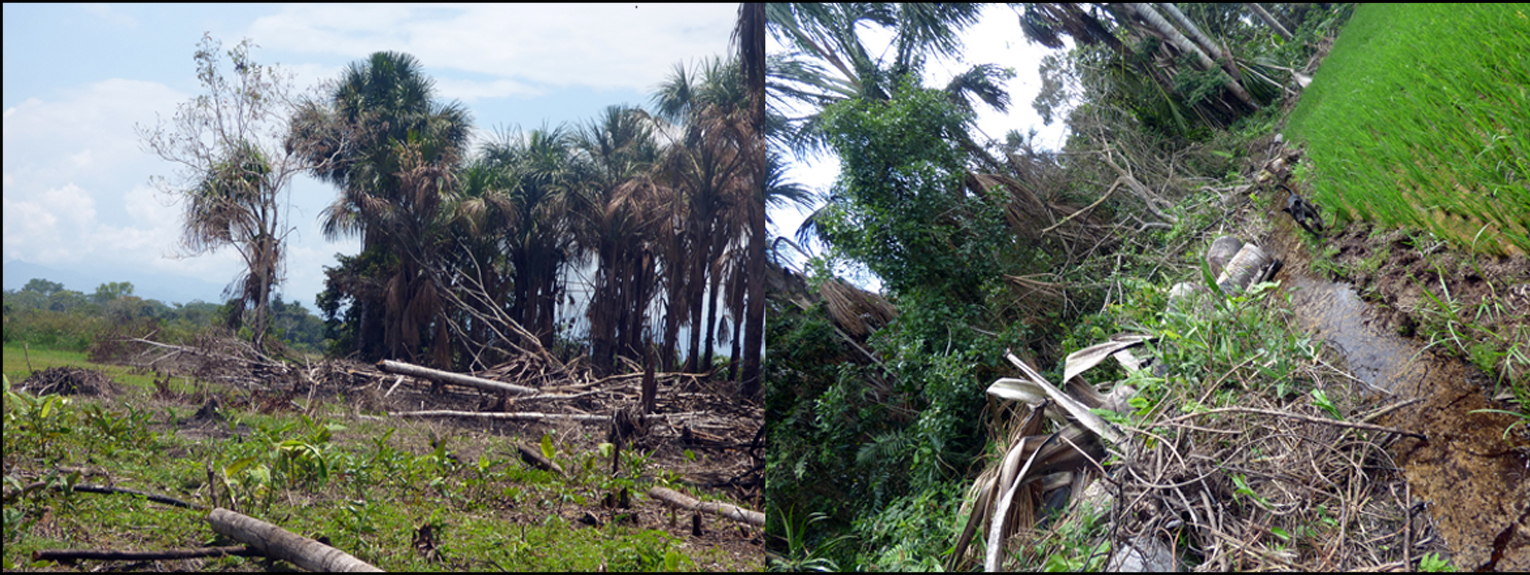 Destrucción de aguajales en el Valle del Alto Mayo por cambio de uso de suelo para cultivo de arroz 