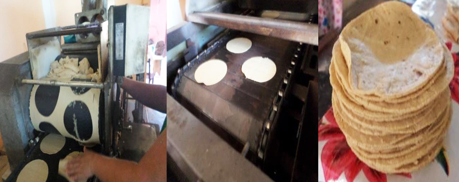 Proceso de elaboración de tortillas de maíz adicionado con 10% harina de B. alicastrum