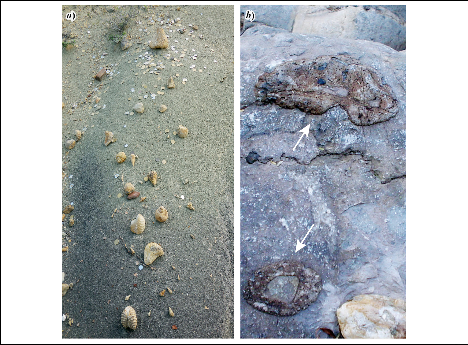 Fossils preserved in Cretaceous rocks that provide a substrate to some extant vegetation types in central Mexico.