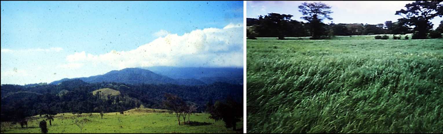 Panorama de restauración inicial