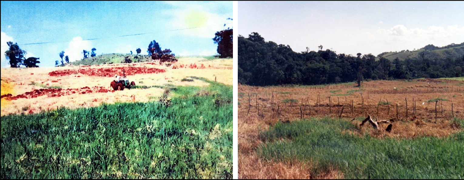 Mecanización del terreno (izquierda) e implementación de siembra con estacones (derecha), durante 1995, en el Sector San Cristóbal, CBRC, ACG.