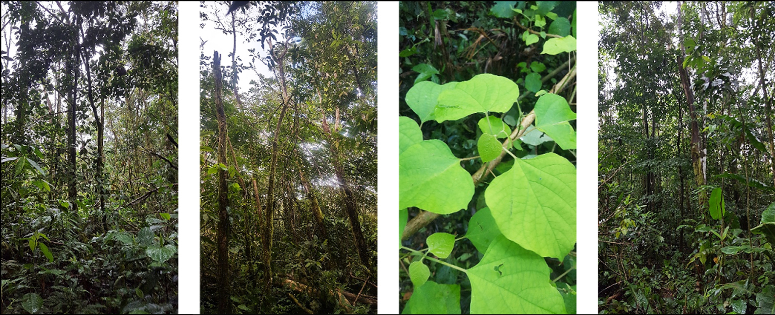 anorama de bosques secundarios jóvenes en áreas bajo la estrategia de plantaciones de melina después de 20 años de procesos de restauración en el Sector San Gerardo, CBRC, ACG.