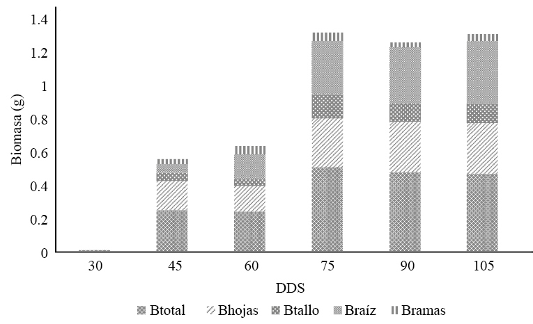 Biomasa (B) por componente de cada árbol y días después de su germinación (DDS)
