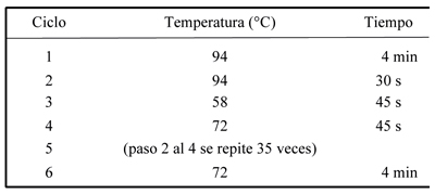 Ciclos y
temperaturas empleados en PCR
del gen 16S ARNr de los aislados
bacterianos de nódulos de leguminosas