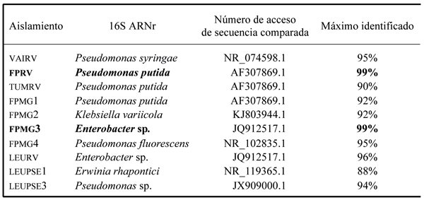 Identificación molecular de los aislados
bacterianos asociados a nódulos de leguminosas de tres zonas de la Península de
Santa Elena, Ecuador